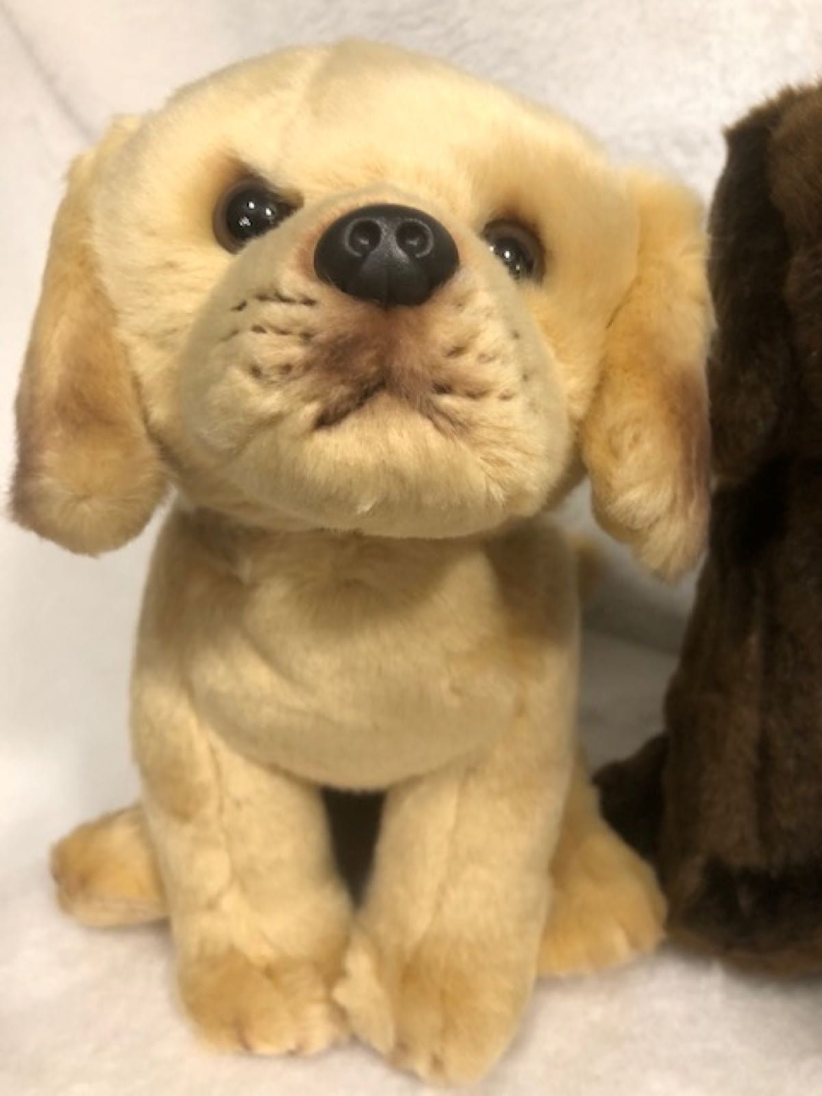 Pet Loss Gifts Angel Wings with Paw Print FSL, Plush labradoodle,  Pet Loss, Loss of Pet, Memorial, Rainbow bridge